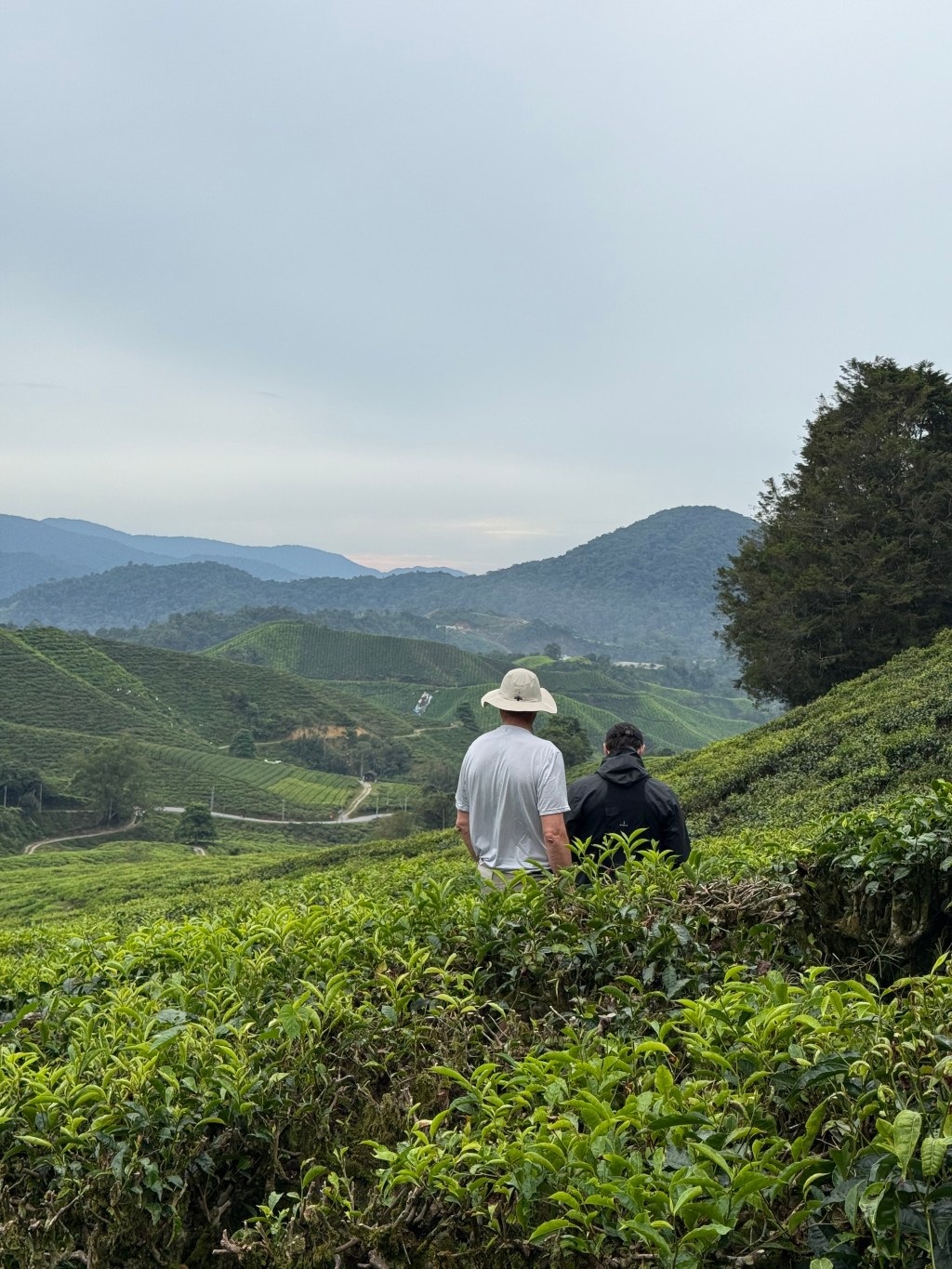 Our holiday in Malaysia: from the City to the&nbsp;Jungle